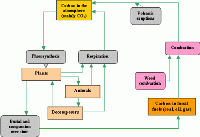 carbon cycle