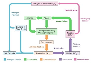 nitrogencycle2_med